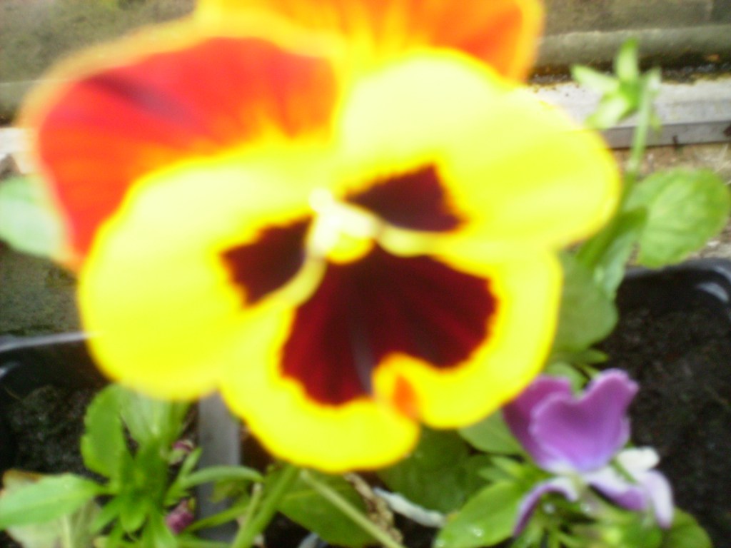 Last issue of the Dandy