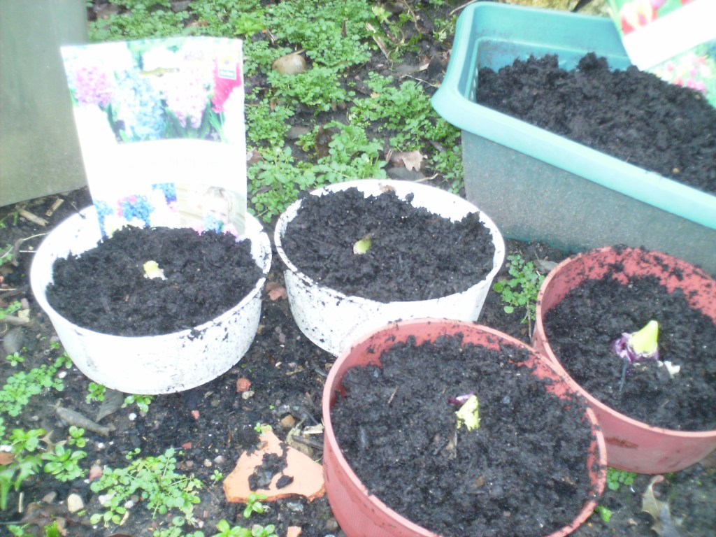 New years day in the&nbsp;Garden.