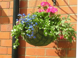 Hanging basket