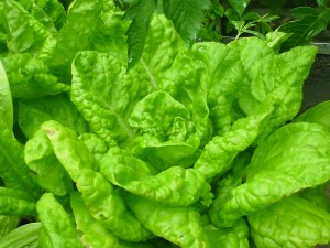 Lush lettuce. That'll do for tea tomorrow, with new potatoes and some sardines.