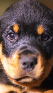 Rottie
