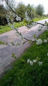 WP_20150419_16_17_04_Pro