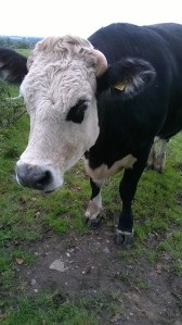 WP_20150903_15_27_46_Pro