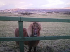pony on snowdon