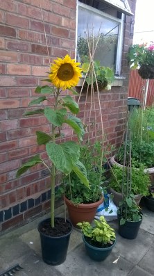 sunflower 1