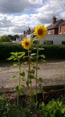 sunflowers