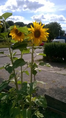 two sunflowers