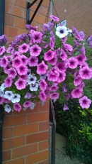 petunias