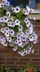 purple petunias